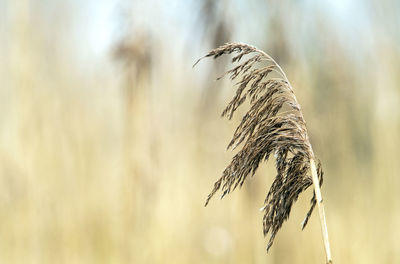 Close-up of stalks against blurred background