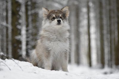 Portrait of a puppy finnish lapphund dog on snow covered land