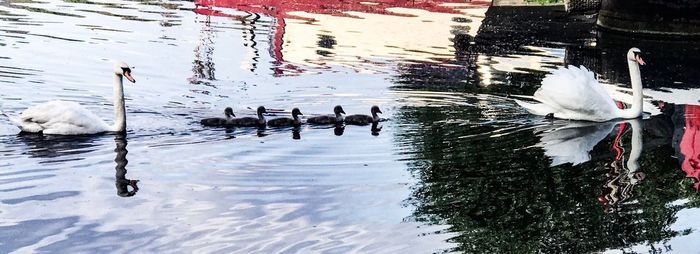 Swans swimming in lake