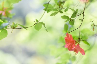 Close-up of leaves on twig