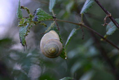 Close-up of snail on plant