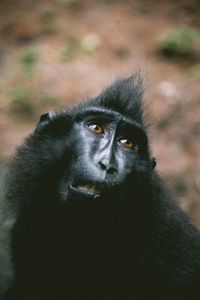 Close-up of black celebes macaque