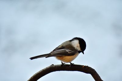 Low angle view of bird perching against sky