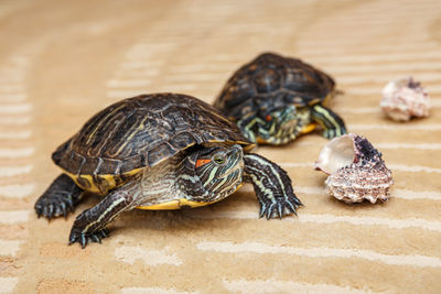 A rub-eared tortoise crawls on a yellow carpet.