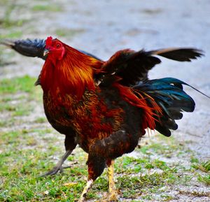 Close-up of rooster on land