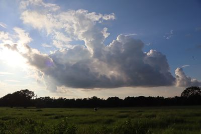 Scenic view of field against sky