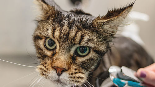 Cat washing and grooming close up getting professional service at pet salon by groomer