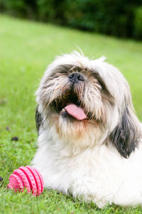 Close-up of a dog