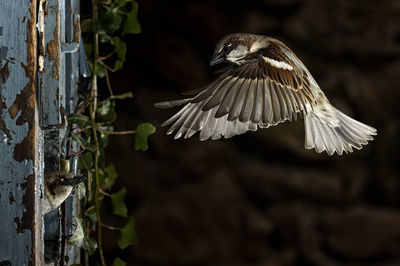 Close-up of bird flying