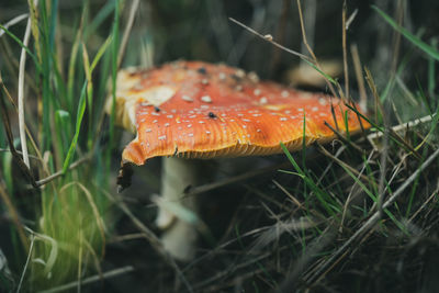 Close-up of orange mushroom