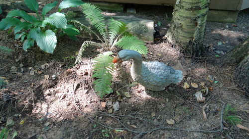High angle view of bird