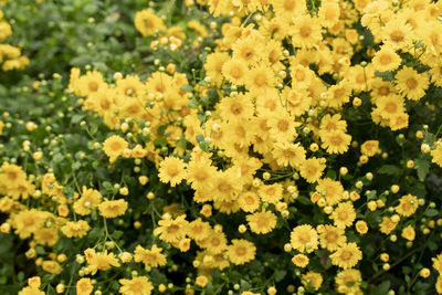 Close-up of yellow flowering plants on field