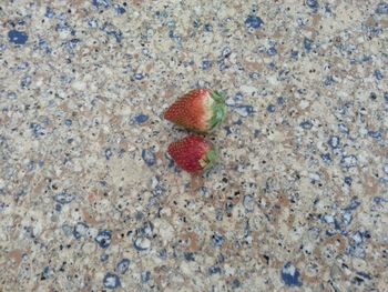 High angle view of red berries on sand