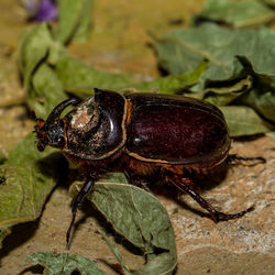 Close-up of insect