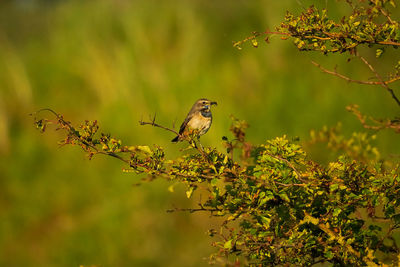 Close-up of bird perching on plant