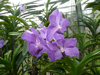 Close-up of purple flowers blooming outdoors