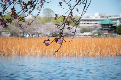 Plant growing on tree by lake against sky