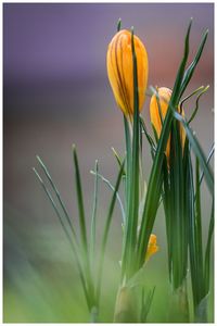 Close-up of fresh day lily blooming outdoors