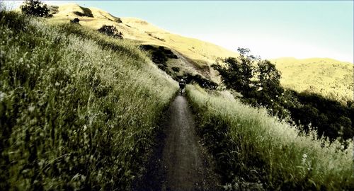 Dirt road passing through field