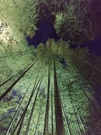 High angle view of trees in forest