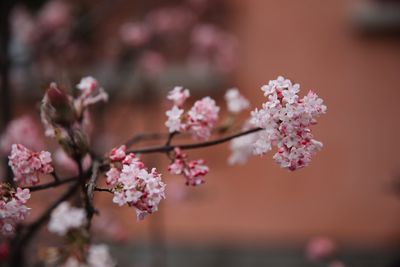 Close-up of pink flowers