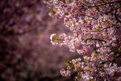 Close-up of kawazuzakura blossoms in spring
