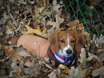 High angle portrait of dog on autumn leaves