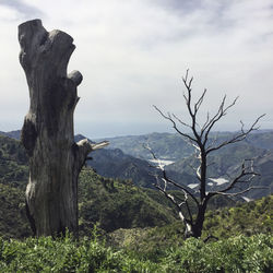 Scenic view of bare tree against sky