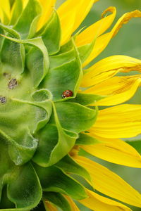 Close-up of yellow flower