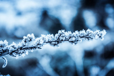 Close-up of frozen tree against blurred background