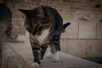 Close-up of tabby cat against wall