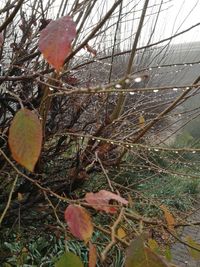 Close-up of fruit on tree