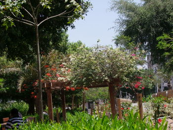 Trees in park against sky