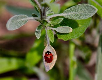 Close-up of ladybug on plant