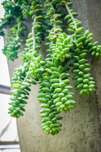 Close-up of succulent plant