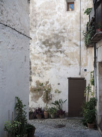 Potted plants on wall of building