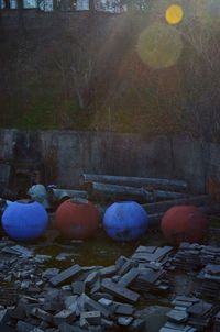 High angle view of pumpkins in yard