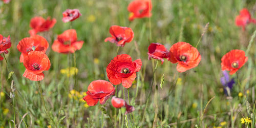 Close-up of red poppies on field