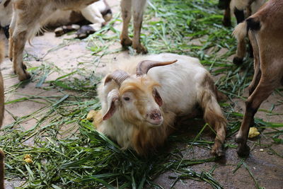Close-up of sheep