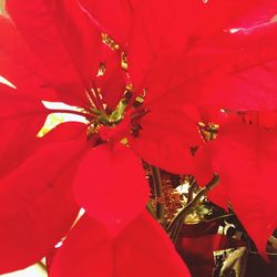 Close-up of red flowers