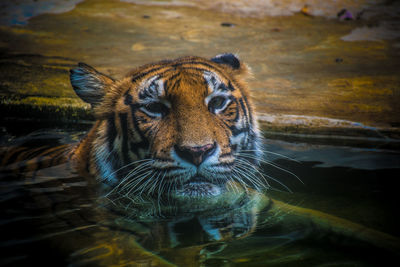 Tiger face with keen eye contact