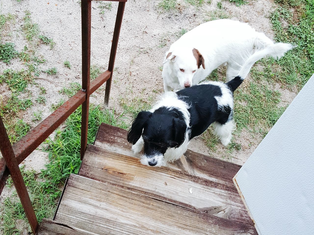 animal themes, domestic animals, mammal, pets, dog, high angle view, one animal, two animals, relaxation, day, no people, outdoors, black color, nature, resting, plant, wood - material, grass, railing, lying down