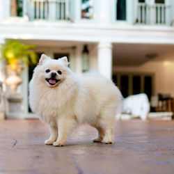 Portrait of white dog