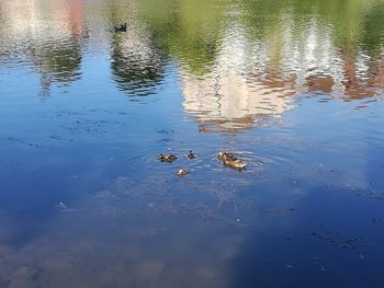 High angle view of ducks swimming in lake