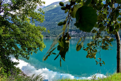 Close-up of plants by lake against sky