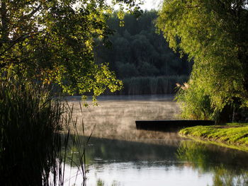 Scenic view of lake in forest