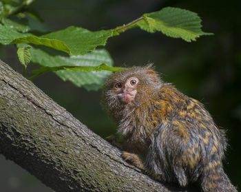 Close-up of monkey on tree