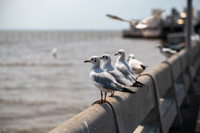 Resting seagulls prepare to fly out soon