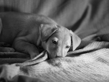 Close-up portrait of puppy relaxing on bed at home