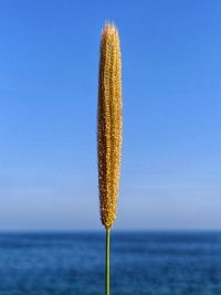 Coconut palm tree by sea against clear blue sky